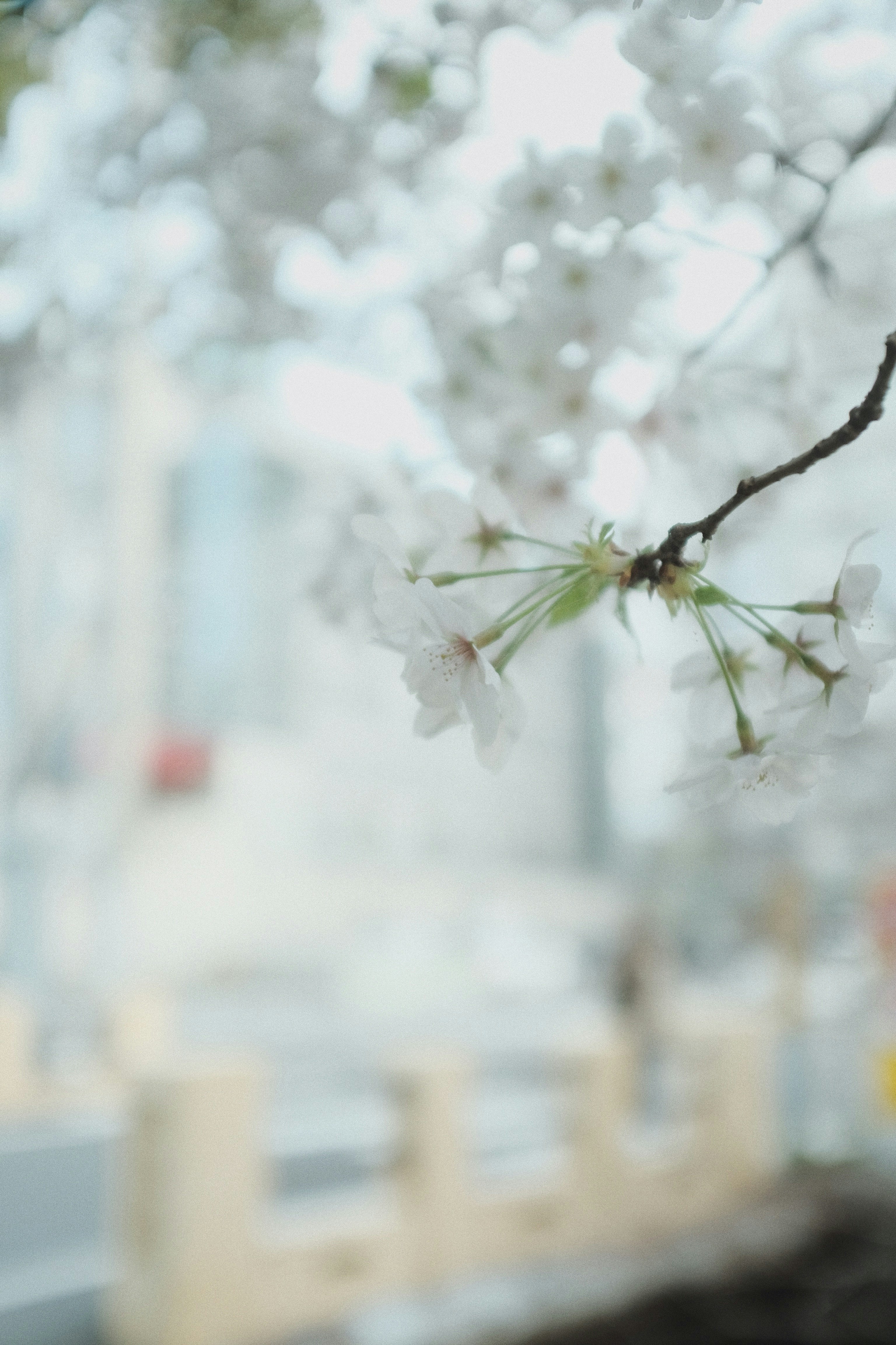 white cherry blossom in close up photography